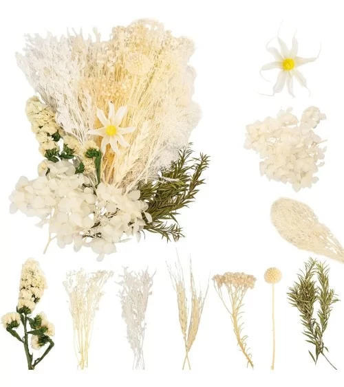 Natürliche Trockenblumen| Nachhaltig Basteln