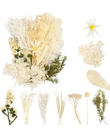 Natürliche Trockenblumen| Nachhaltig Basteln