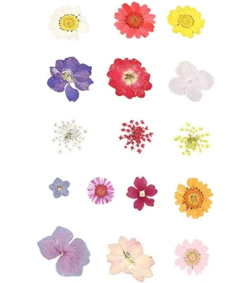 Natürliche Trockenblumen| Perfekt zum Basteln