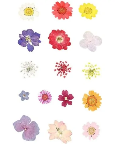 Natürliche Trockenblumen| Perfekt zum Basteln