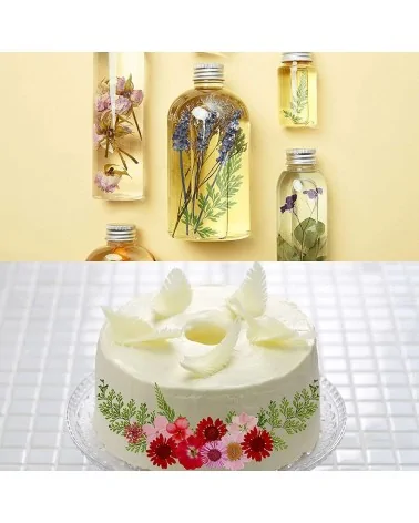Natürliche Trockenblumen| Perfekt zum Basteln