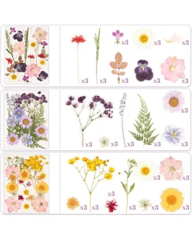 Natürliche Trockenblumen| Perfekt zum Basteln