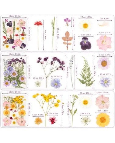 Natürliche Trockenblumen| Perfekt zum Basteln