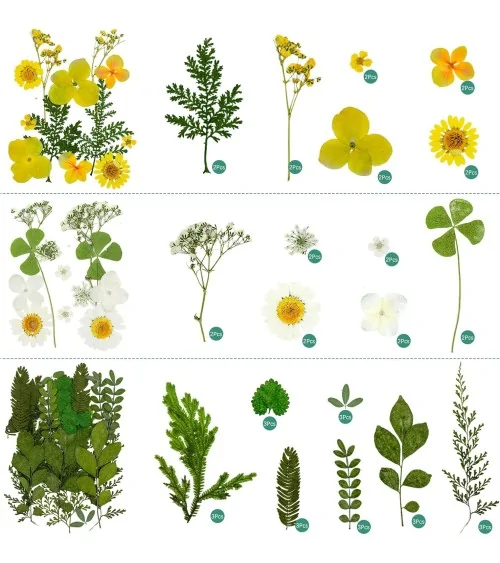 Natürliche Trockenblumen| Nachhaltig Basteln