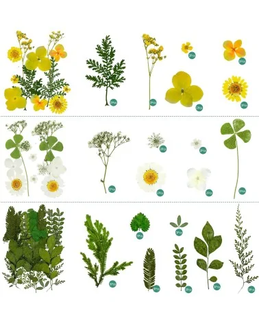 Natürliche Trockenblumen| Nachhaltig Basteln